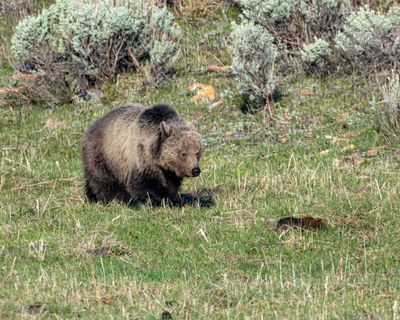 Grizzly Cub at Tower Junction.jpg