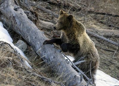 Grizzly Cub Climbing over a log.jpg