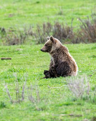 Grizzly Cub sitting in the grass at the Confluence.jpg