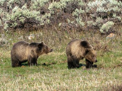 Grizzly Cubs at Tower Junction.jpg
