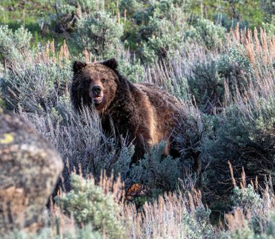 Grizzly in Little America.jpg