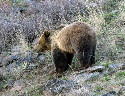 Grizzly Looking Left.jpg
