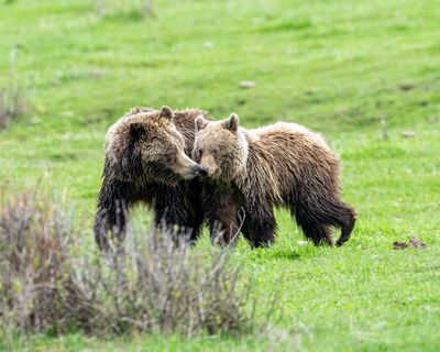 Grizzly Mom Kissing Cub near the Confluence.jpg