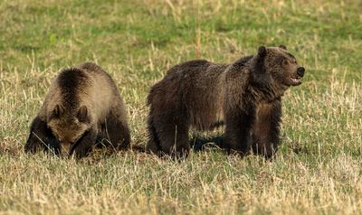 Grizzly Momma with Cub at Tower Junction.jpg