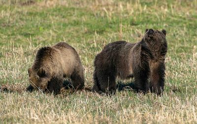 Grizzly Momma with Her Nose in the Air at Tower Junction.jpg