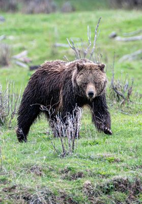 Grizzly near the Confluence vertical.jpg