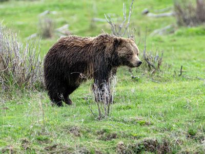 Grizzly Near the Confluence.jpg