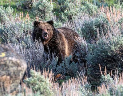 Grizzly on a kill.jpg