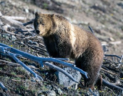 Grizzly on the HIllside Down the East Entrance Road.jpg