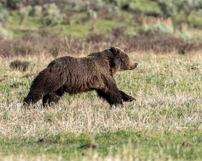 Grizzly on the Run at Tower Junction.jpg