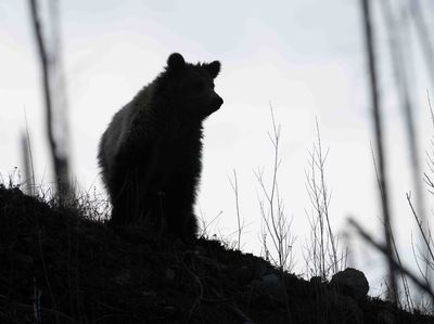Grizzly Silhouette.jpg