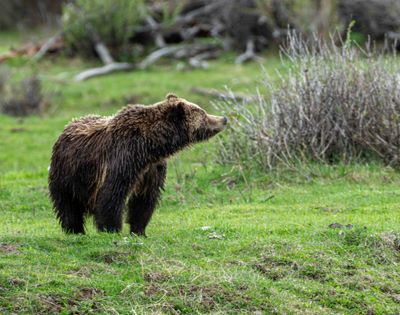 Grizzly Sniffing the Air Near the Confluence.jpg