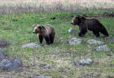 Grizzly Sow and Cub at Floating Island Lake Approaching the Carcass.jpg