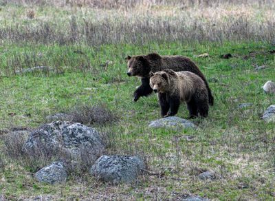 Grizzly Sow and Cub at Floating Island Lake Eyeing the Carcass.jpg