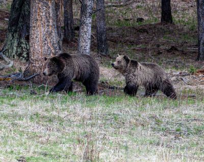 Grizzly Sow and Cub at Floating Island Lake in the Trees.jpg