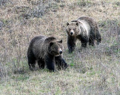 Grizzly Sow and Cub at Floating Island Lake on the Hillside.jpg