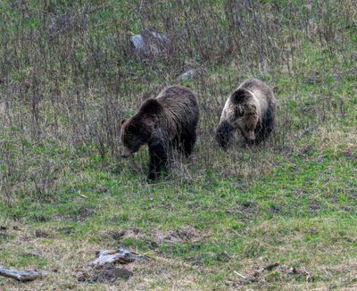 Grizzly Sow and Cub at Floating Island Lake On the Move.jpg