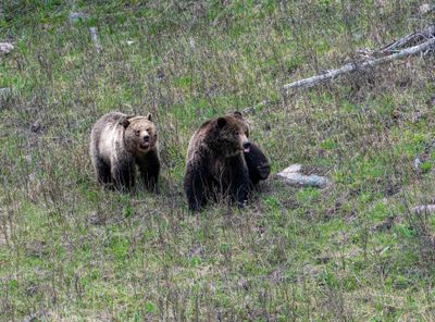 Grizzly Sow and Cub at Floating Island Lake Sticking Out their Tongues.jpg
