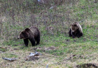 Grizzly Sow and Cub at Floating Island Lake Waiting Around.jpg