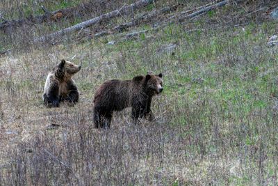 Grizzly Sow and Cub Near Floating Island Lake in the Grass.jpg