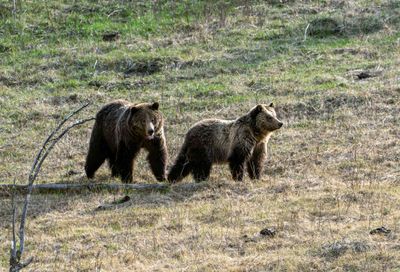 Grizzly Sow and Cub Near Floating Island Lake on the Hillside.jpg