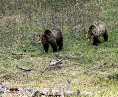 Grizzly Sow and Cub Near Floating Island Lake on the Move.jpg