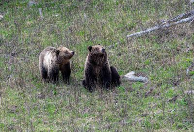 Grizzly Sow and Cub Near Floating Island Lake Waiting Patiently.jpg