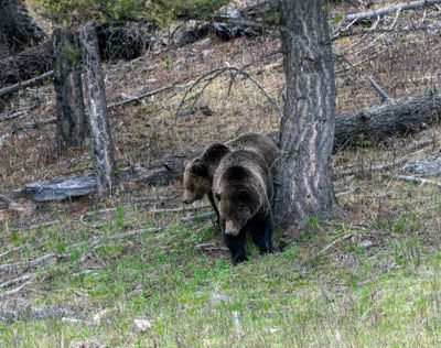Grizzly Sow and Cub Near Floating Island Lake.jpg