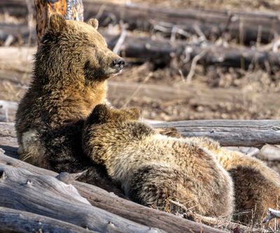 Grizzly Sow Snow Nursing Her Cubs.jpg