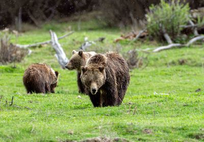 Grizzly Sow with Cubs Near the Confluence.jpg