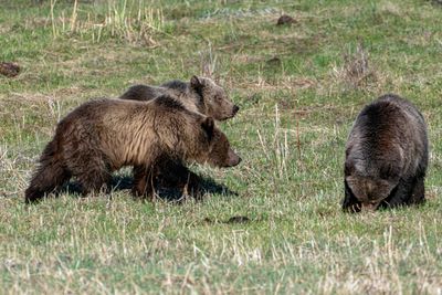Grizzly Sow with Two Cubs at Tower Junction.jpg