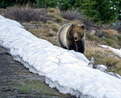 Grizzly sticking out his tongue on the snow.jpg