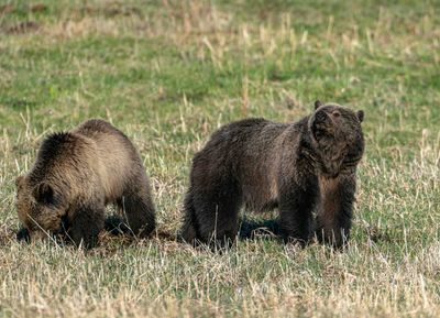 Grizzly with her nose in the air at Tower Junction.jpg