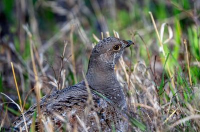 Grouse in the Grass.jpg