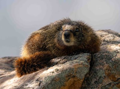 Marmot in Little America.jpg