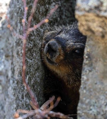 Marmot in the Rocks.jpg