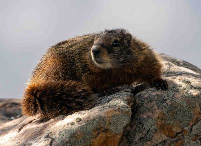Marmot Looking Left.jpg