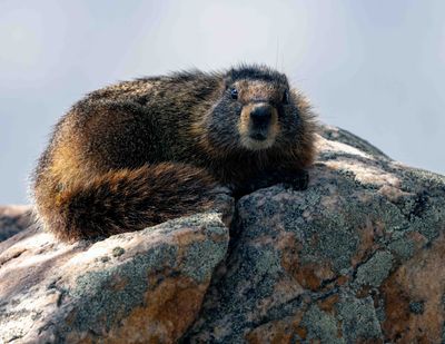 Marmot on the Rocks.jpg