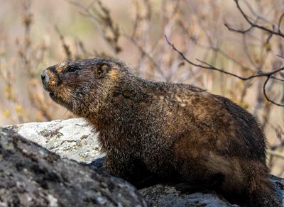 Marmot.jpg