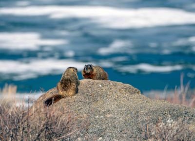 Marmots by the Lake.jpg