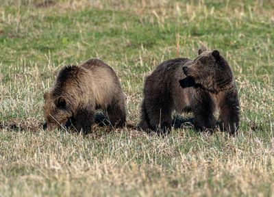 Momma Grizzly on the Lookout at Tower Junction.jpg