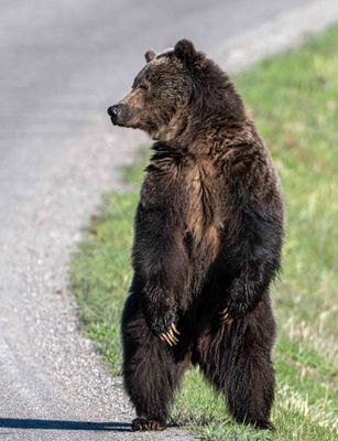 Momma Grizzly Standing at the Roadside at Tower Junction.jpg