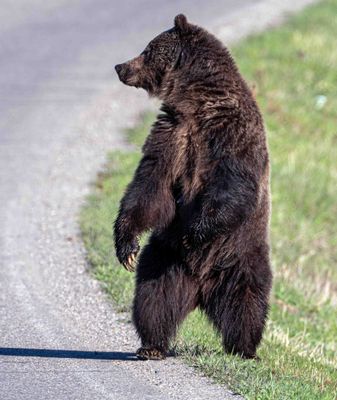 Momma Grizzly Standing at Tower Junction.jpg