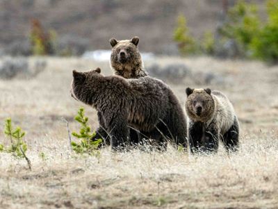 Obisidian's Cub Standing Over Her Back.jpg