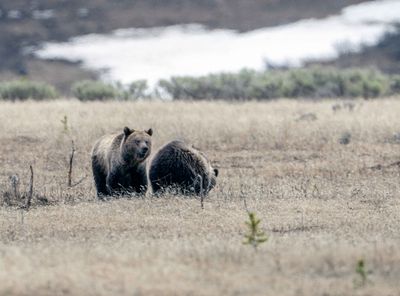 Obsidian and Cub.jpg