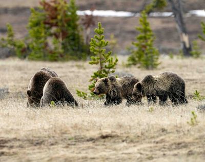 Obsidian and her cubs near Canyon Junction.jpg