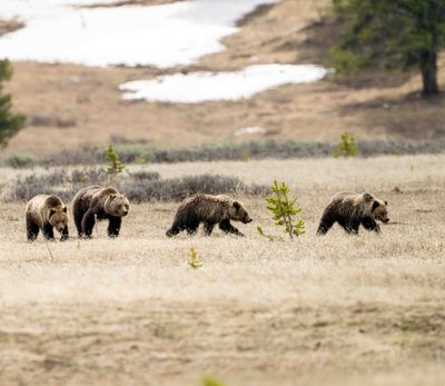 Obsidian and her three cubs near Canyon Junction.jpg