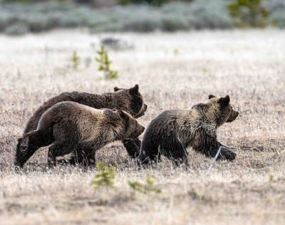 Obsidian and Two Cubs on the Run.jpg