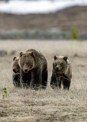 Obsidian and Two Cubs.jpg