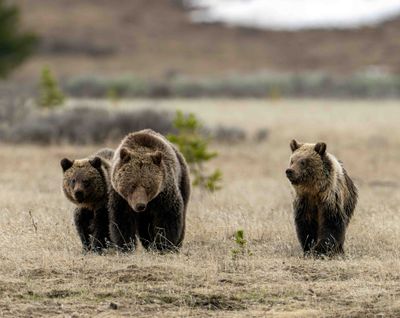 Obsidian and two of her cubs at Canyon Junction.jpg